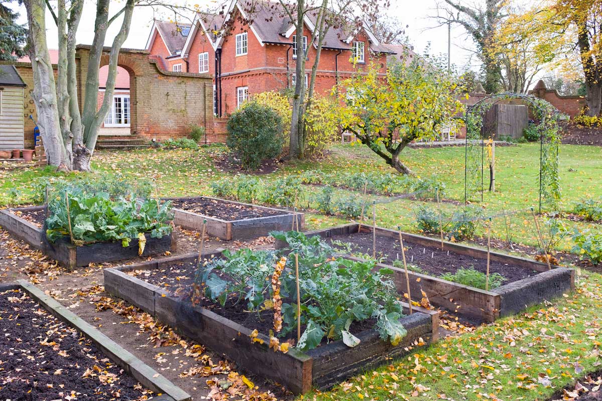 Potager-PaulMaguire-iStock-1249766852 Potager d'hiver
