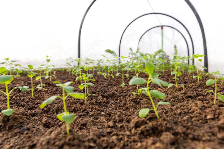 Potager-Serre-AndreaObzerova-iStock-2207309667 Un tunel pour le potager d'hiver
