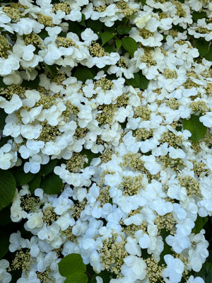 Viburnum-Plicatum-Viorne-de-Chine-Jardindes-Renaudies-©Valérie-Collet Viorne de Chine "Cascade" (Viburnum Plicatum) ©V.Collet
