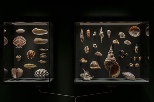 ZOO_Vues-de-salles_Août2025-ok_14_1 Musée Zoologique de Strasbourg