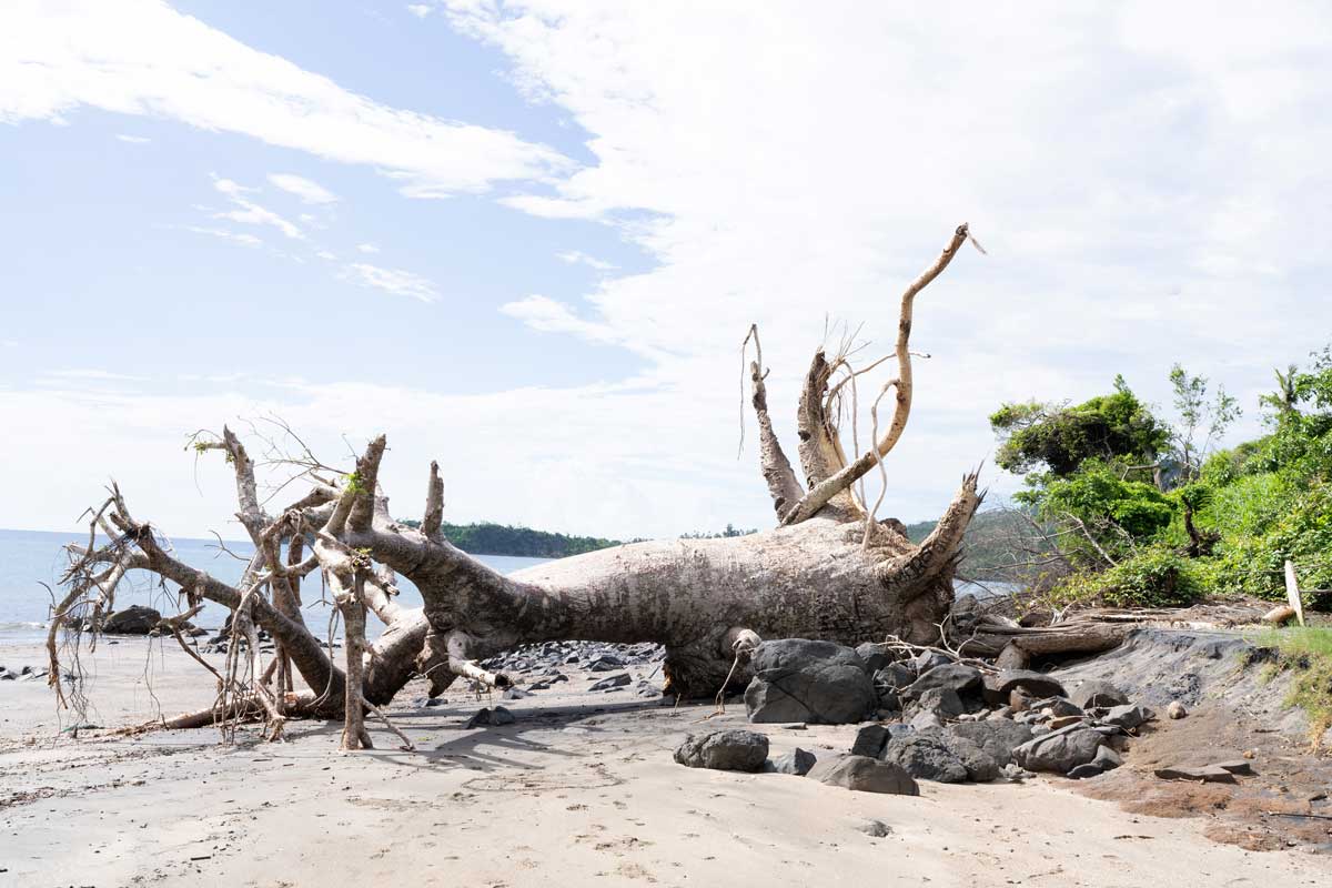 Laura Henno, Un baobab fauché par Chido. Plage de Mzouazia, Mayotte . Février 2025 © Laura Henno • Migrations et Climat