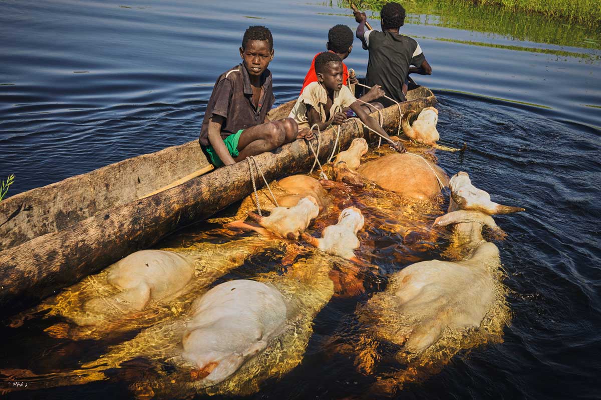 Peter Caton, Une famille migre vers un terrain plus élevé avec son bétail. Unyielding Floods. © Peter Caton, 2020 • Migrations et Climat