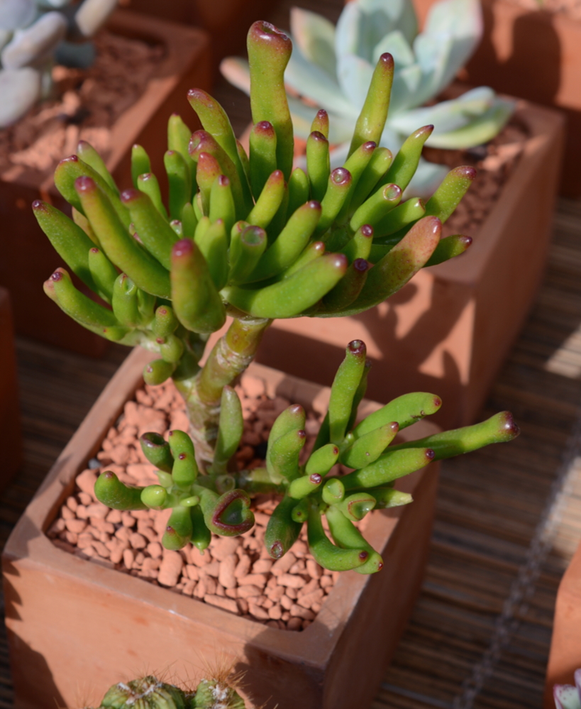 2014_06689 crassula - arrée succulentes-Edit ©Isabelle Morand