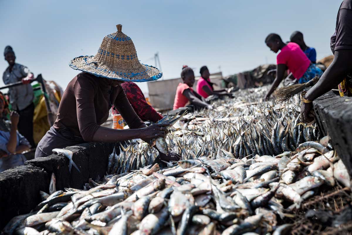 Guillaume Collanges, Poissons issus de la pêche artisanale, pilier de l’activité économique de Joal (Sénégal). © GuillaumeCollanges • Migrations et Climat