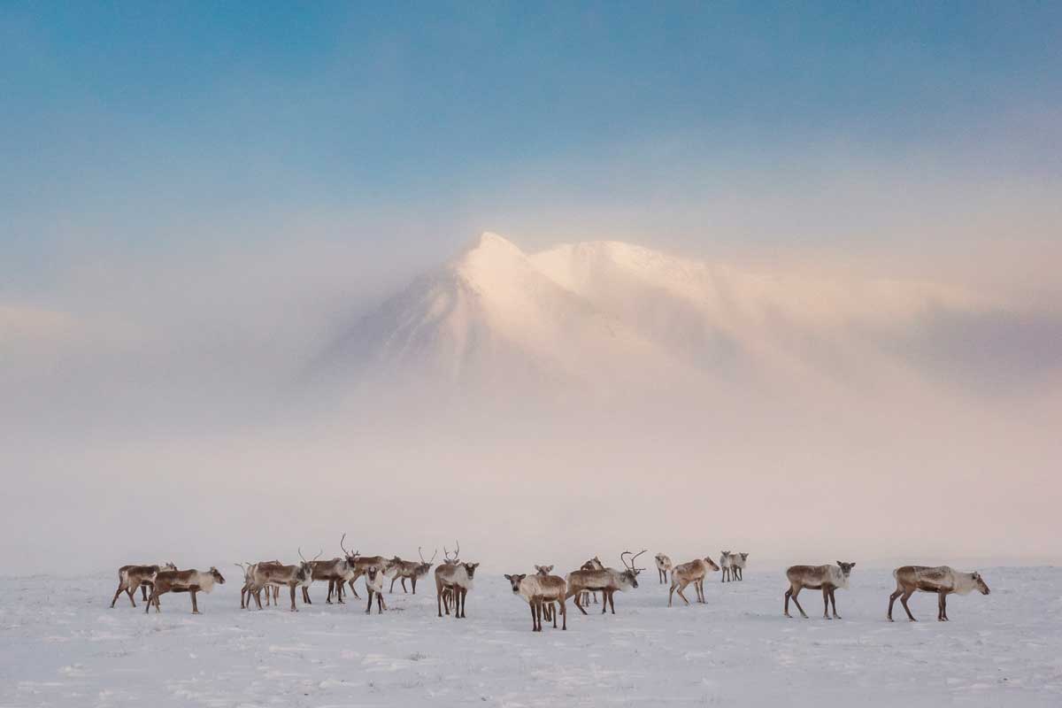 Migrations des Caribous - Des caribous, ou tutu en inupiaq, traversent le coeur enneigé de la chaîne de Brooks, en Alaska. © Katie Orlinsky Migrations des Caribous - Des caribous, ou tutu en inupiaq, traversent le coeur enneigé de la chaîne de Brooks, en Alaska. © Katie Orlinsky • Migrations et climat