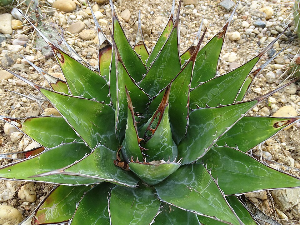 Agave_montana - Richtr Jan Agave montana ©Richtr-jan