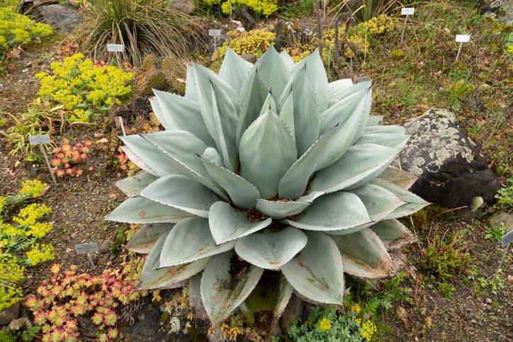 agave ovatifolia - Robert Buchel Agave ovatifolia ©Robert Buchel