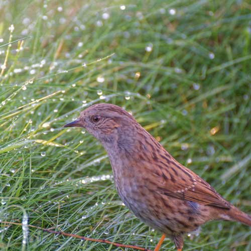 bru_gregiStock-2203665103 oiseau