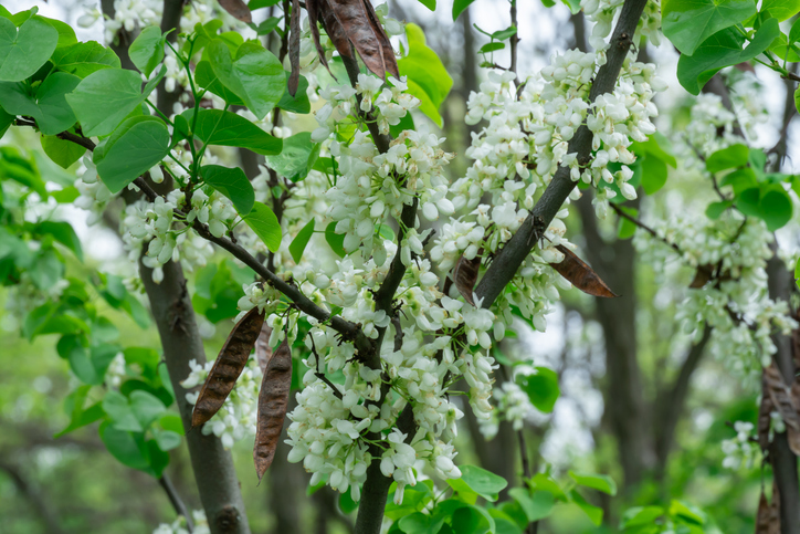 cercis chinensis Shirobana - gainier de chine - Ihor Batishchev 'Shirobana' ©Ihor Batishchev