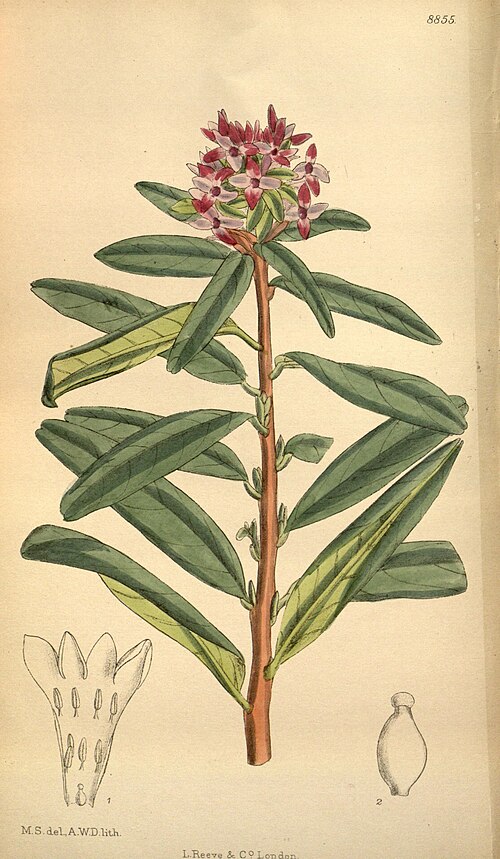 Daphne tangutica - Matilda Smith ©Matilda Smith