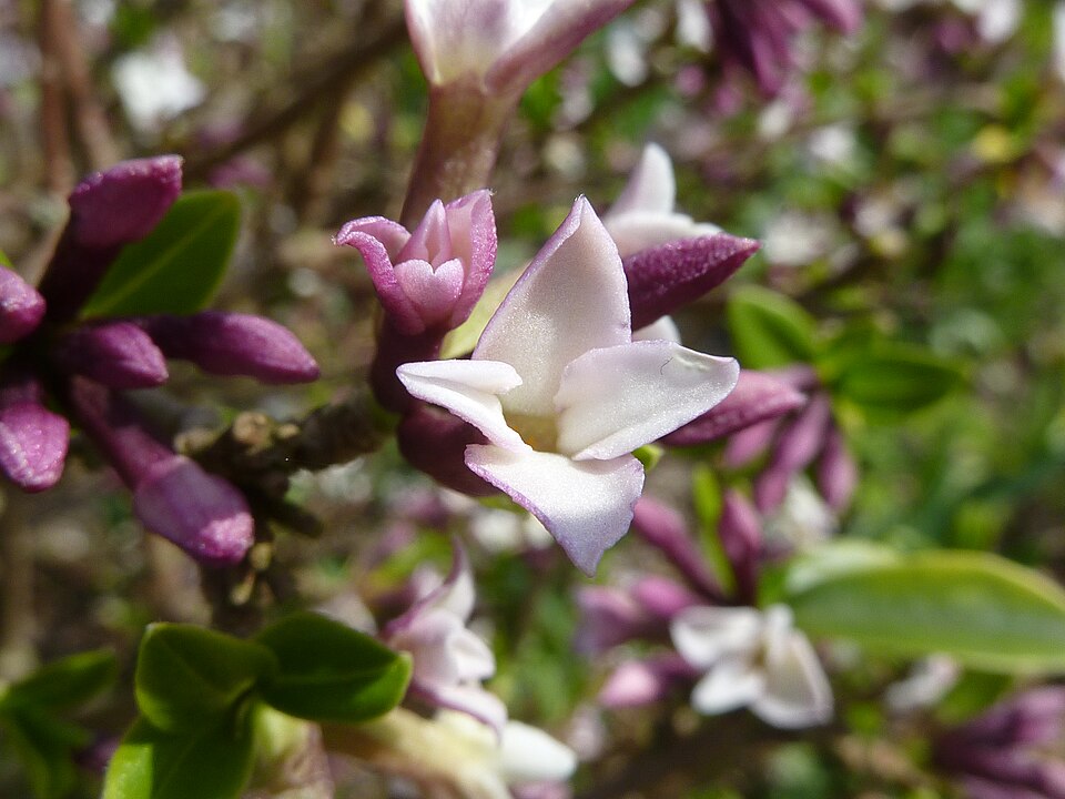 Daphne tanguticua 2 - Magnus Manske ©Magnus Manske (Cambridge University Botanic Garden)