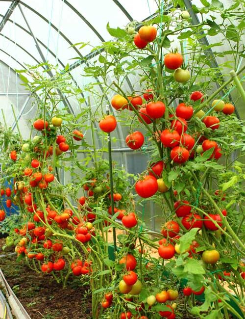 Depositphotos_14202789_S Tomates sous serre froide, un conseil de Serge Zaka