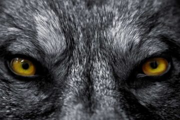 Les yeux du loup