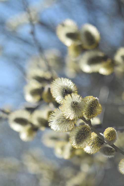 Depositphotos_257460316_S chatons de saule précoces