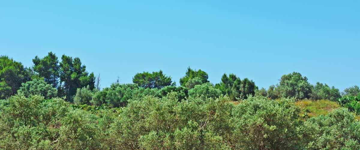 Depositphotos_26256091_L Planter des oliviers au sud, un conseil de Serge Zaka