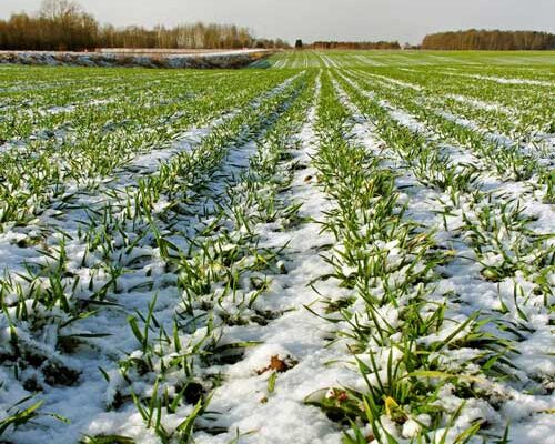 Depositphotos_30661829_S Blé d'hiver. Conseils de Serge Zaka