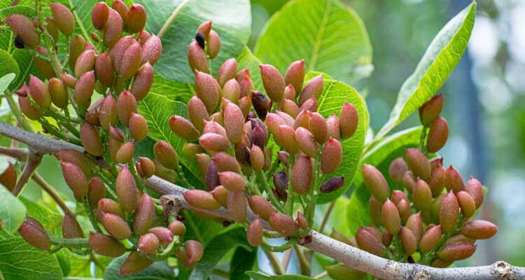 Depositphotos_384365230_S Pistachiers, conseil de Serge Zaka