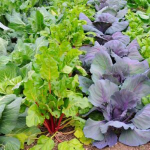 Les conseils de Serge Zaka pour le potager