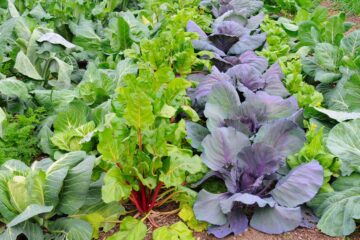 Les conseils de Serge Zaka pour le potager