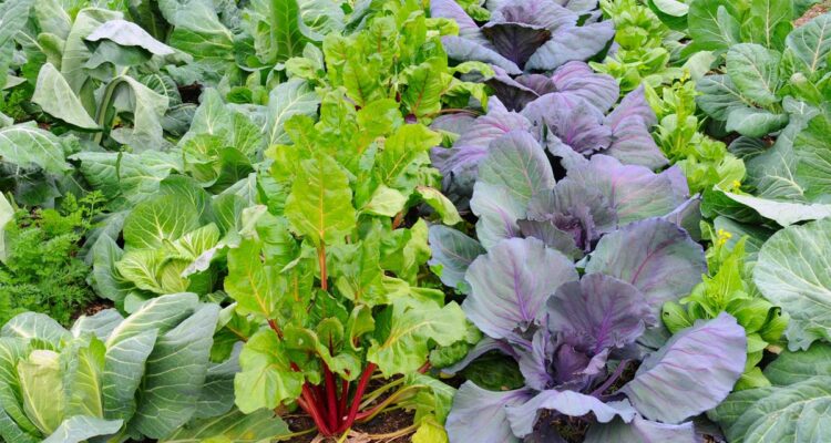 Les conseils de Serge Zaka pour le potager