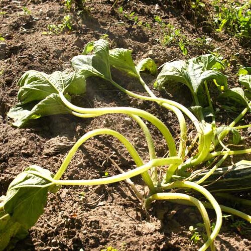 Depositphotos_835678508_S la sécheresse sur les courgettes
