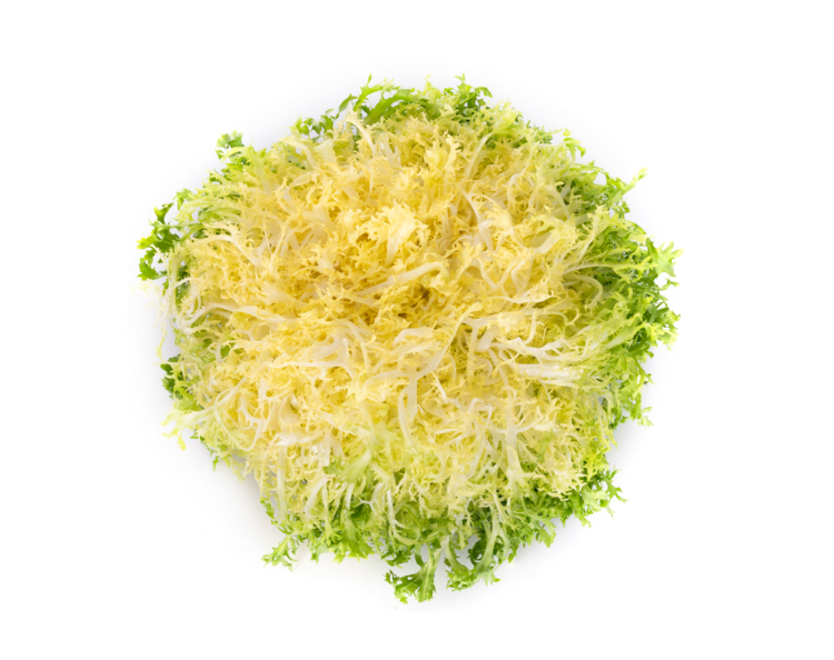 frisée blanchie - cynoclub -Edit ©cynoclub