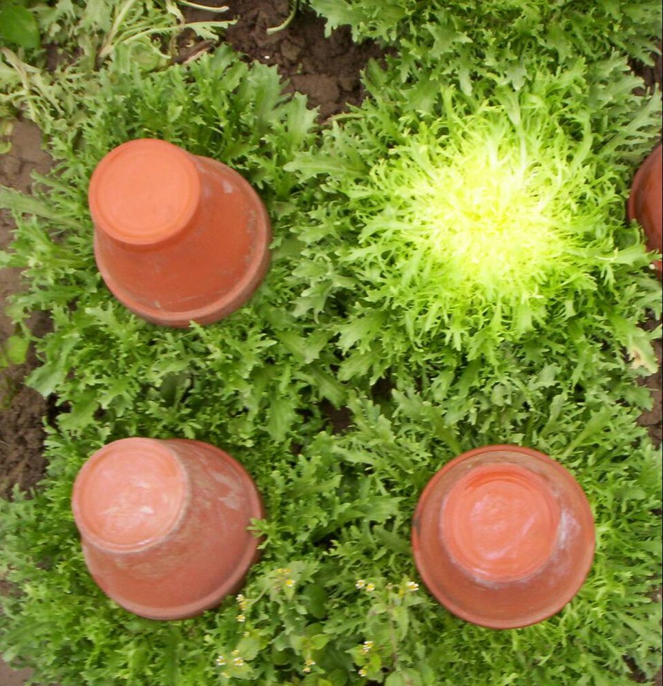 Frisée wikimedia ©wikimedia