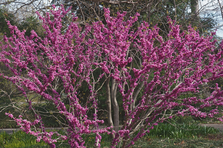 gainier de chine - cercis chinensis plan large - nickkurzenko 'Don Egolf' ©nickkurzenko