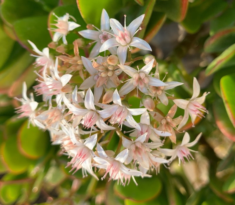 IMG_3526 Lanzarote - floraison crassula ovata-Edit ©Isabelle Morand