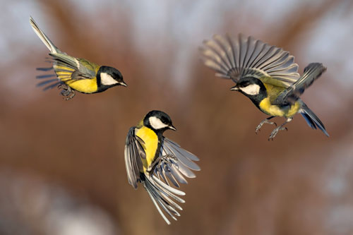 iStock-Mésange-charbonnière-ok-2194432795-Nataba Mésange charbonnière