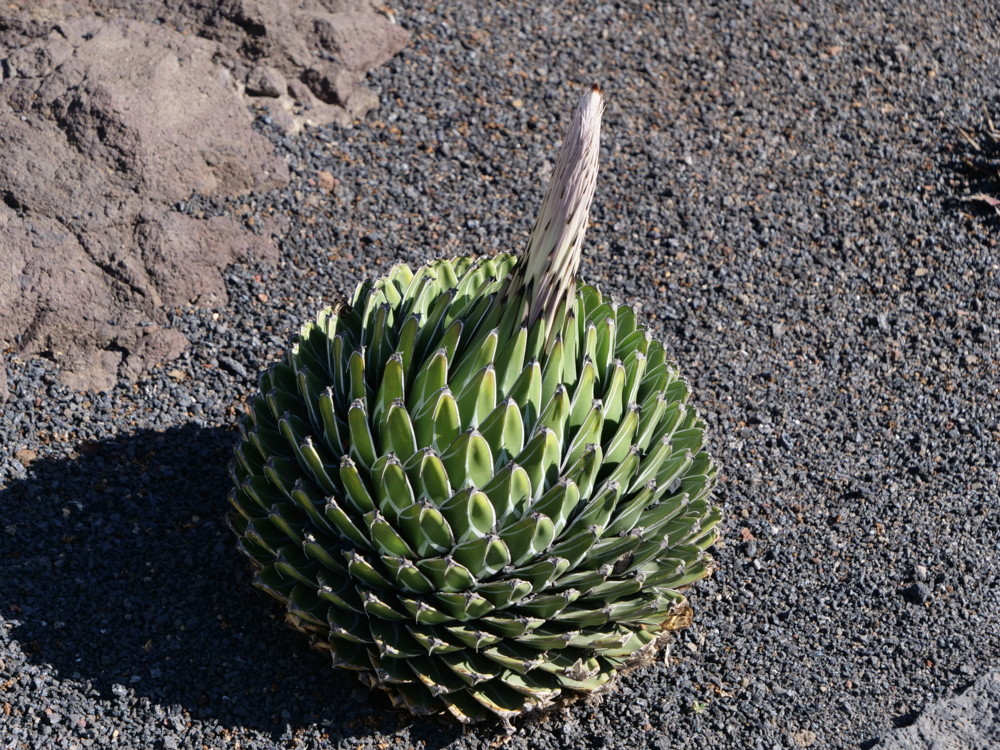 P1055943 Agave victoriae-regine - jardin de cactus de Lanzarote - Isabelle Morand-Edit Agave victoria-reginae ©Isabelle Morand