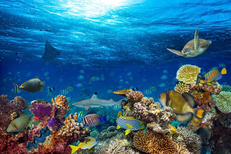 Poissons-Grafner-iStock-642258728 Mer - Fonds marins