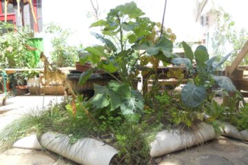 Projet de l'association C'est-Pointe • Léonard Nguyen Van Thé