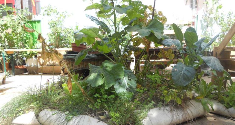 Projet de l'association C'est-Pointe • Léonard Nguyen Van Thé