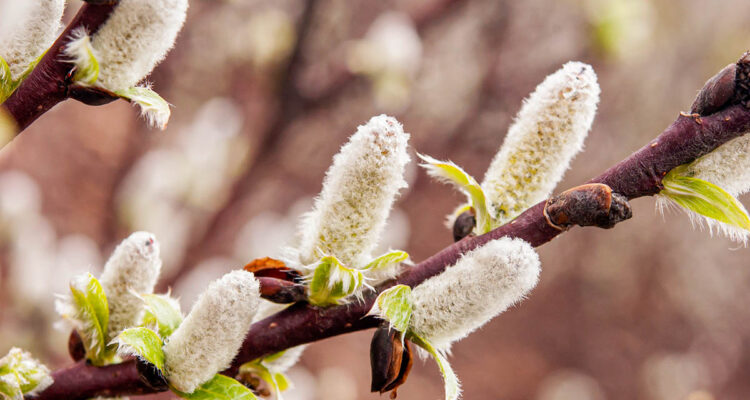 Salix lanata