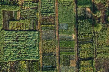 Parcelles en permaculture