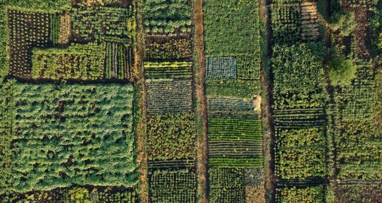 Parcelles en permaculture