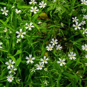 Mouron des oiseaux - Stellaria media