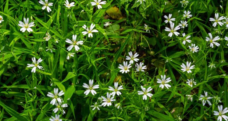 Mouron des oiseaux - Stellaria media