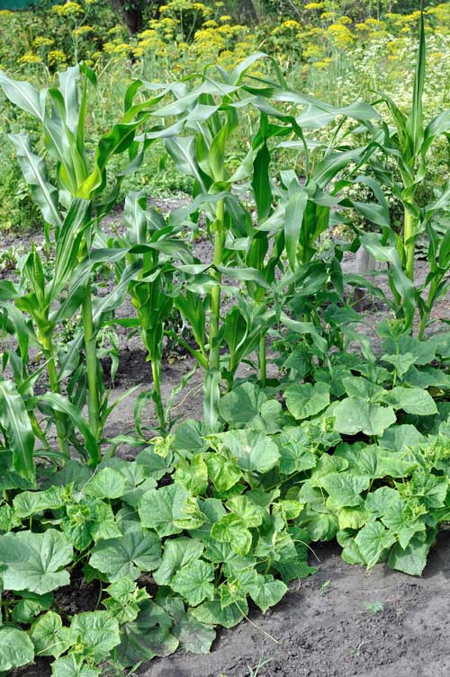 YuriyS-iStock-663246276 Céréales au potager