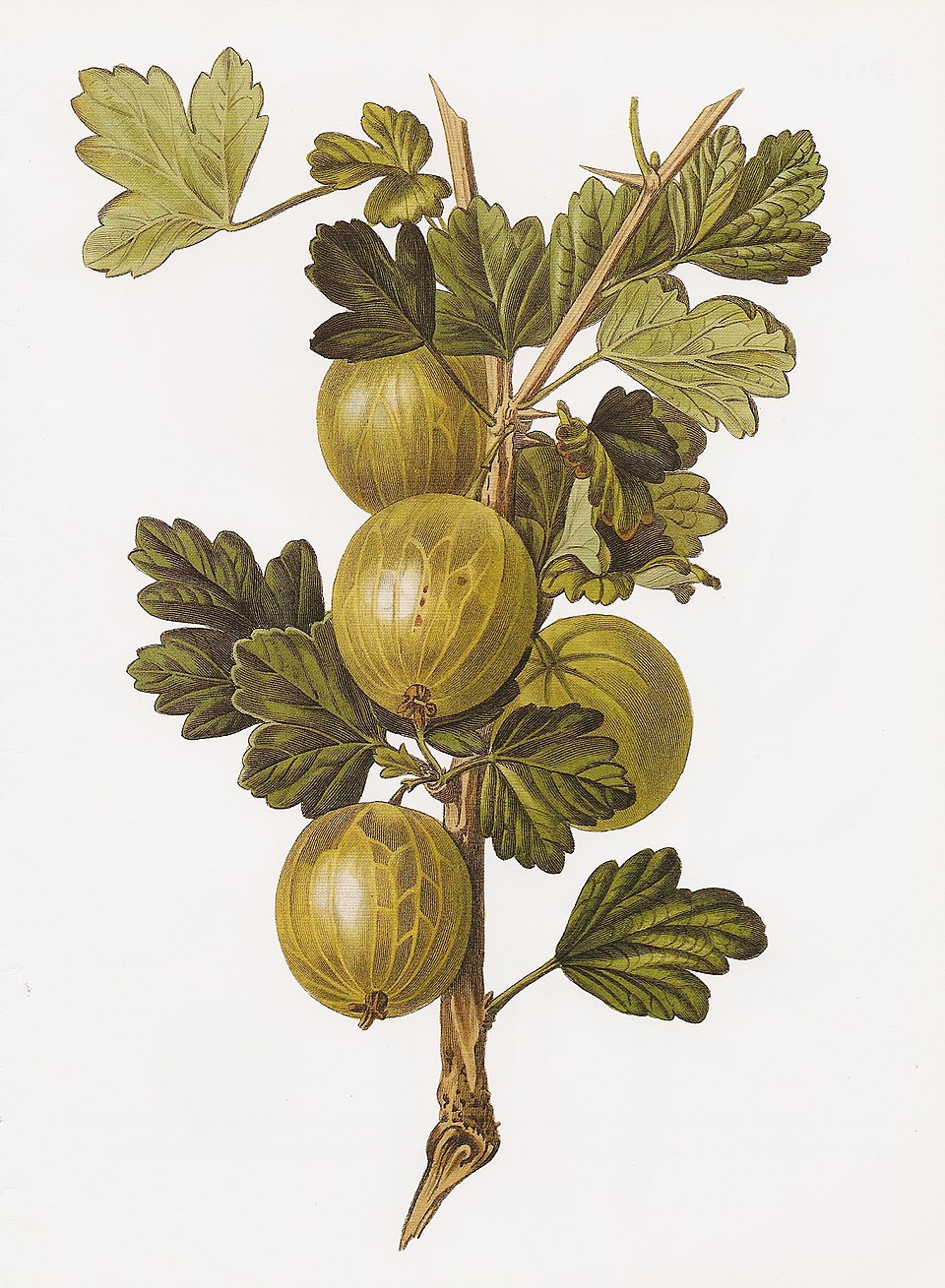 960px-Gooseberry_Crompton_Sheba_Queen_RHS 960px-Gooseberry_Crompton_Sheba_Queen_RHS
