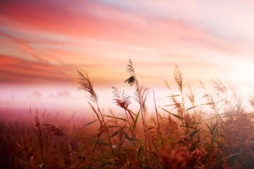 Graminées en automne