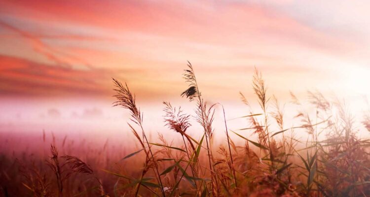 Graminées en automne