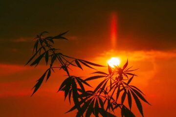 Coucher de soleil sur chanvre cbd
