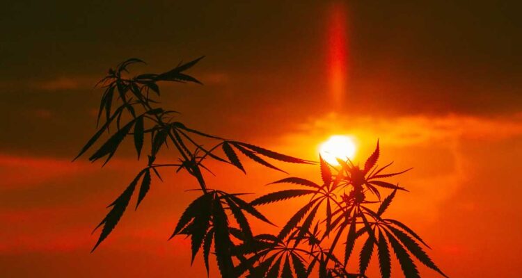 Coucher de soleil sur chanvre cbd