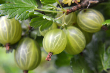 groseille à maquereau