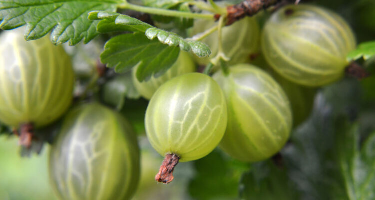 groseille à maquereau