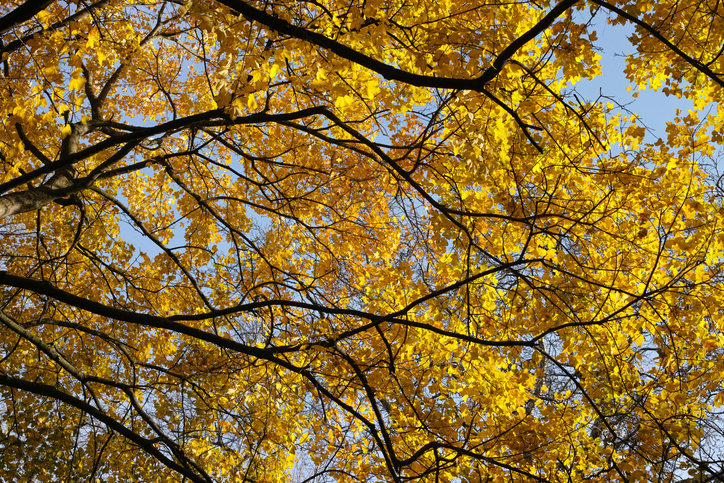 erable champetre - automne - Kayco -iStock-2228086359 ©Kayco