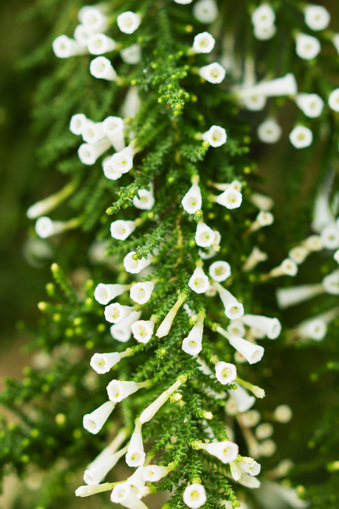 Fabiana imbricata - katerinakorovina iStock-959728292 ©katerinakorovina