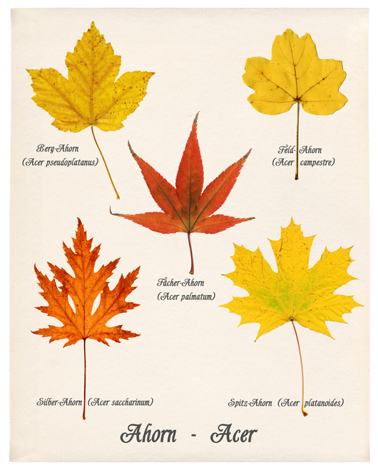 feuilles erables iStock-454151649 ©cmfotoworks